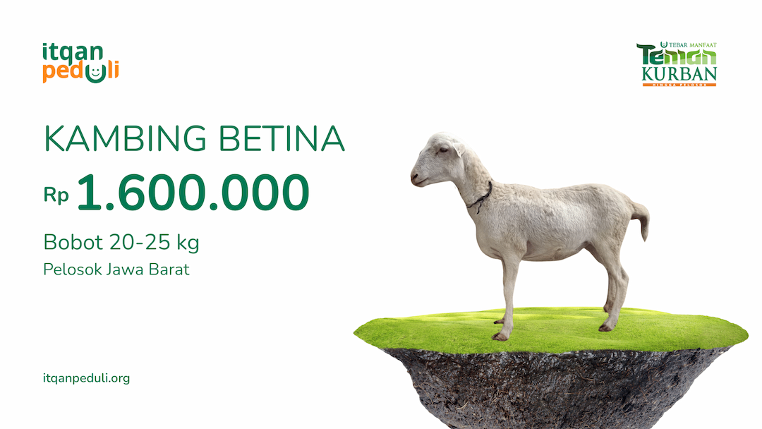 Kurban Kambing Betina